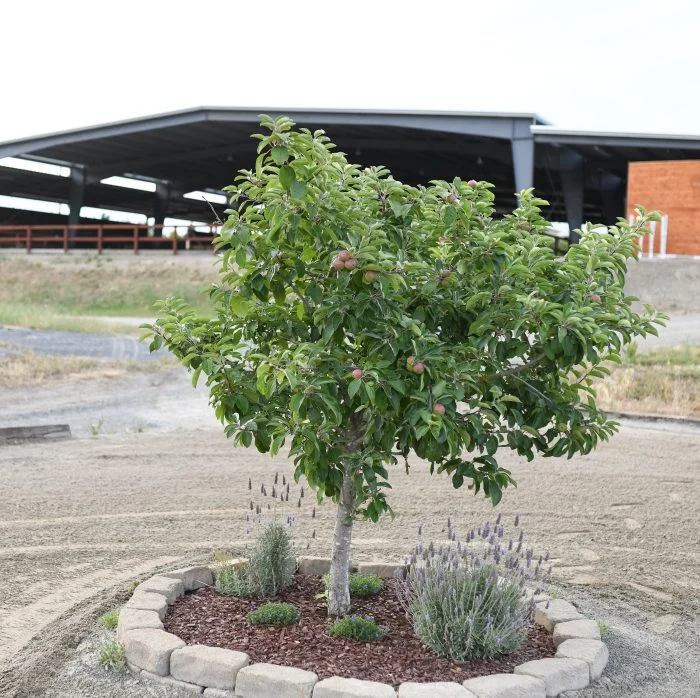 Outdoor riding arena beside a tree at Jaz Creek