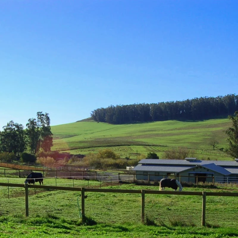 Horses grazing in grass turnout below the hills