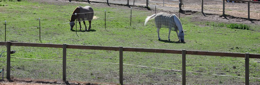 Horses grazing in grass turnout at Jaz Creek