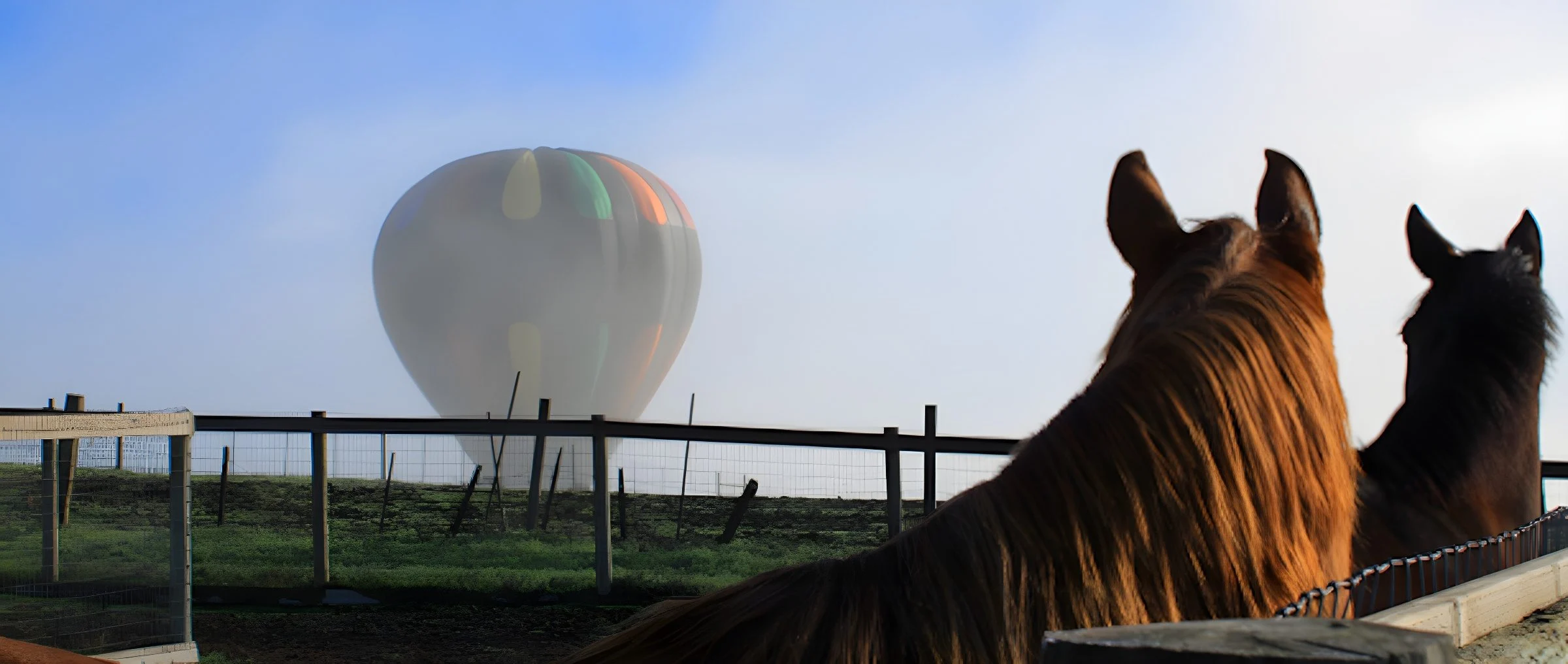 Horses resting in the paddock at sunrise